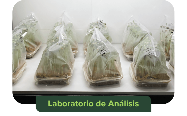 LABORATORIO DE ANÁLISIS DE SEMILLAS