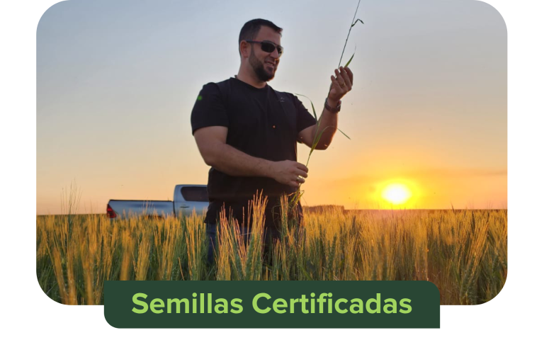 semillas certificadas (1)